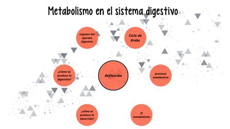 Metabolismo En El Sistema Digestivo By Fernanda Wolf On Prezi