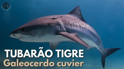 Tubar O Tigre Curiosidade Youtube