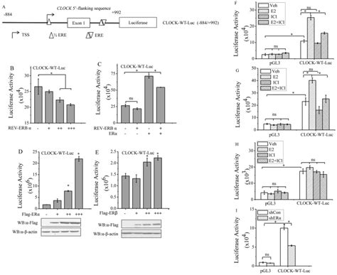 A Schematic Illustration Of Estrogen Response Elements In Clock