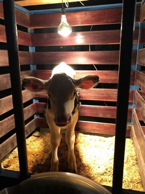 A Temperatura Influencia O Ganho De Peso Dos Bezerros Milkpoint