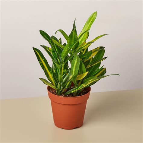 Sunny Star Croton Plant Care And Propagation Guide - The Home Tome