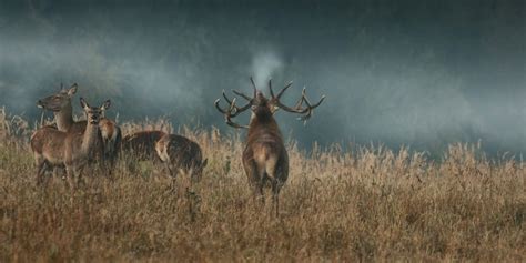 Reintroduction Of The Caucasian Red Deer In Armenia Caucasus Nature Fund