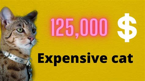 Most Expensive Cats In The World 2020 Top 10 Expensive Cat Breeds In The World Exotic Cats