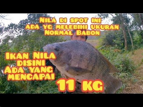 Nembak Ikan Spot Ini Ikannya Monster Semua Ikan Nila Sampai Bobot 11