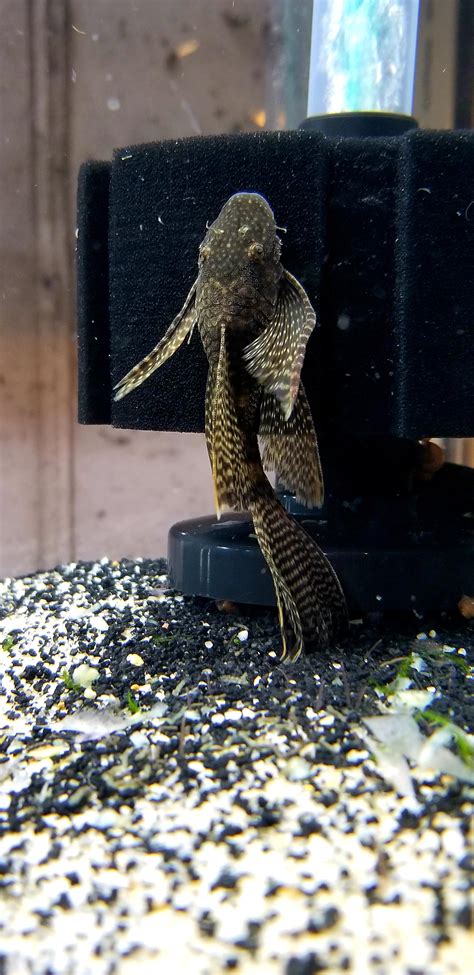 Young Long Fin Lemon Drop Bristlenose Pleco Raquariums