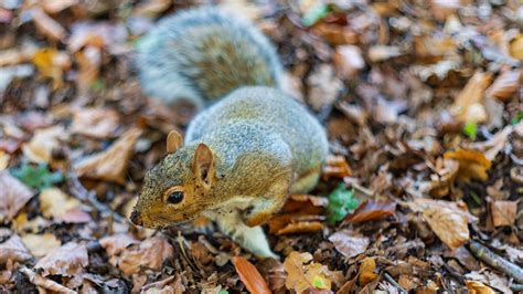 Squirrel Yashica Yashinon Cm F Andrzej Rutka Flickr