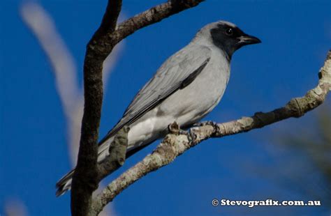 Black-faced Cuckoo-shrike - Coracina novaehollandiae - Stevografix