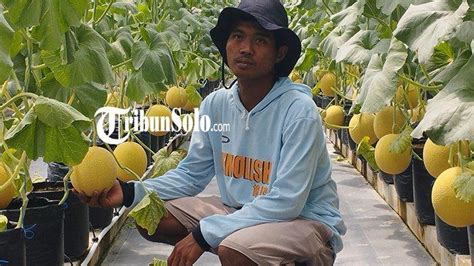 Desa Bogem Klaten Kembangkan Kebun Melon Dengan Sistem Green House