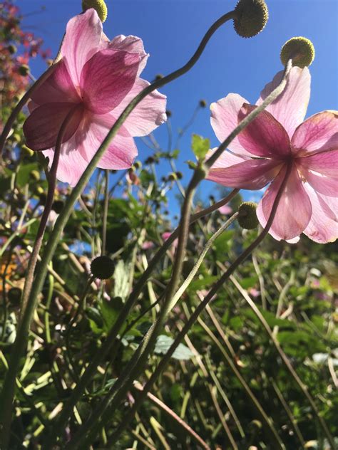 Free Images Blossom Meadow Flower Petal Botany Flora Wildflower