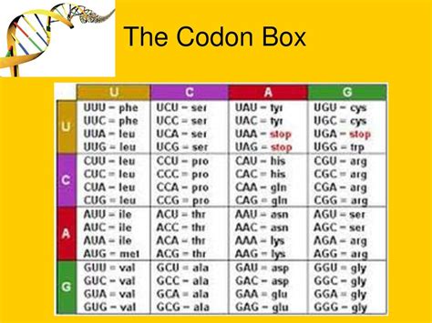 Protein Synthesis Transcription And Translation Ppt Download