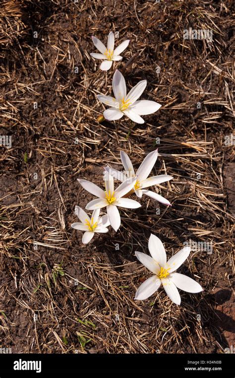 May flower (flor de Mayo), Zephyranthes sp Stock Photo - Alamy