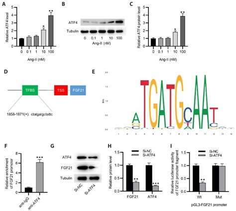 Atf4 Transcriptionally Activates Fgf21 In Hasmcs A C Rt Qpcr And Download Scientific Diagram