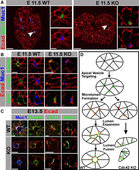 Cdc42 Mediated Tubulogenesis Controls Cell Specification Cell