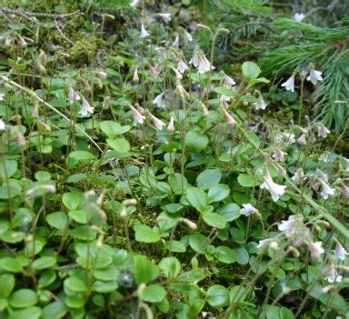 WILDFLOWER SEEDS - Linnaea borealis (Twinflower) Wild Flower Seeds & Plants: Wild About Flowers ...