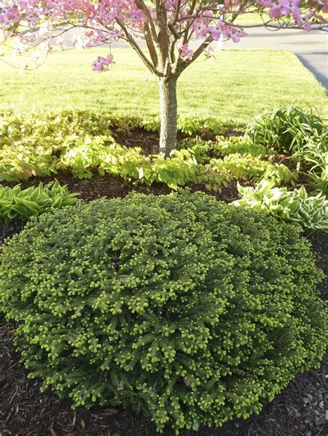 Picea Birds Nest Spruce A Very Hardy Low Maintenance Evergreen