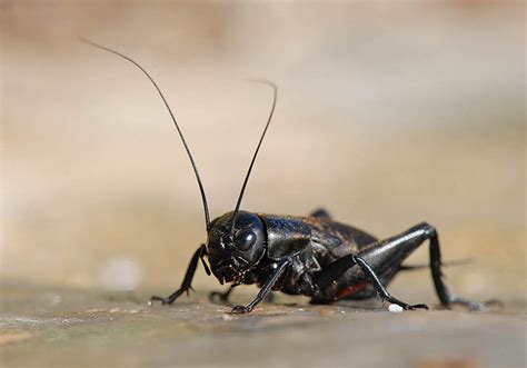 Black Field Cricket - Insects Morphology