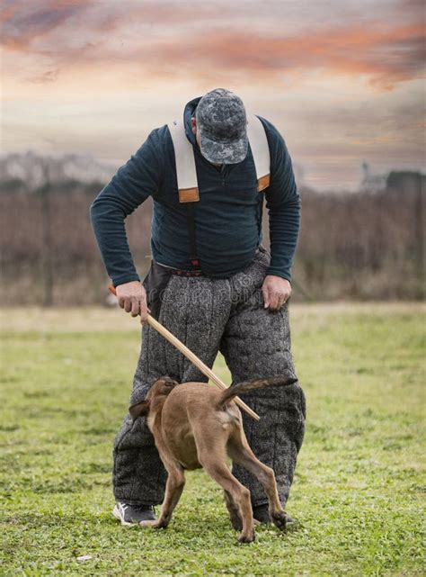 Training of Belgian Shepherd Stock Image - Image of safety, police ...