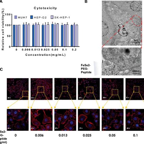 Probe In Human Hepatic Carcinoma Cells A Cell Viability Of Hep G