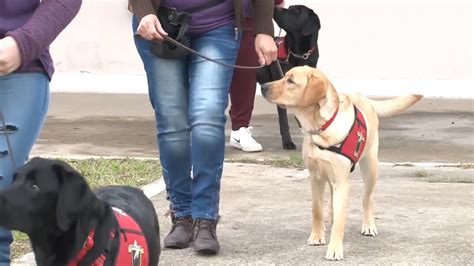 Nueva Ley En Una Ciudad China Prohíbe Tener Más De Un Perro Infobae