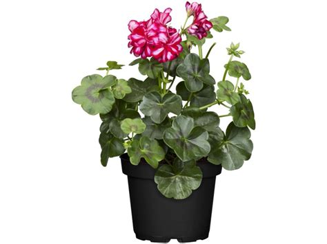 Hängende Geranie Topf Ø ca 12 cm Pelargonium kaufen bei OBI