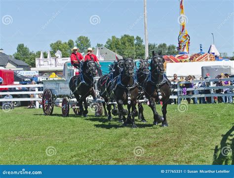 Team Of Percheron Draft Horses Pulling A Wagon Editorial Photo Image