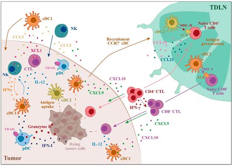 Ijms Free Full Text Functional Role Of Dendritic Cell Subsets In