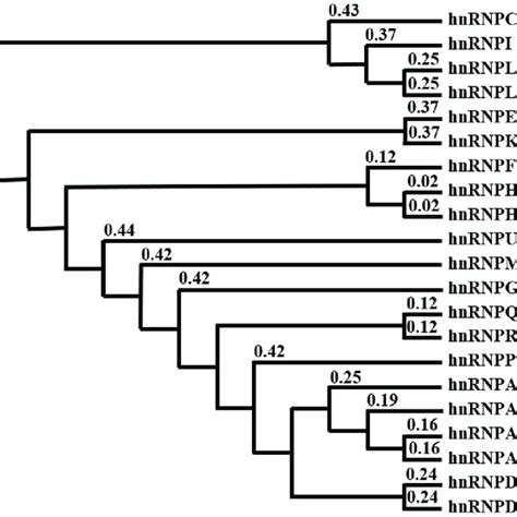 Phylogenetic Tree Of HnRNP Based On Human Amino Acid Sequences