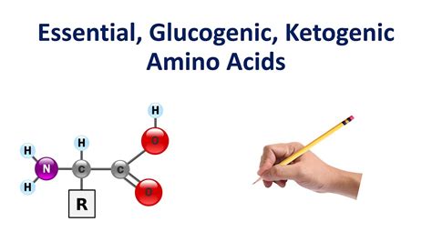 Glucogenic Ketogenic And Essential Amino Acids Made So Simple Youtube