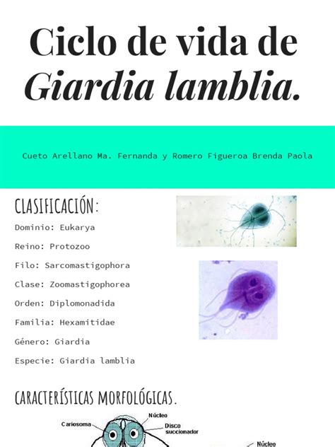 Ciclo De Vida Giardia Lamblia Pdf