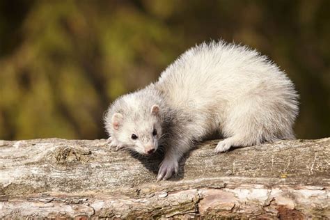 Cute Silver Ferret On White Background In Studio Stock Image - Image of ...