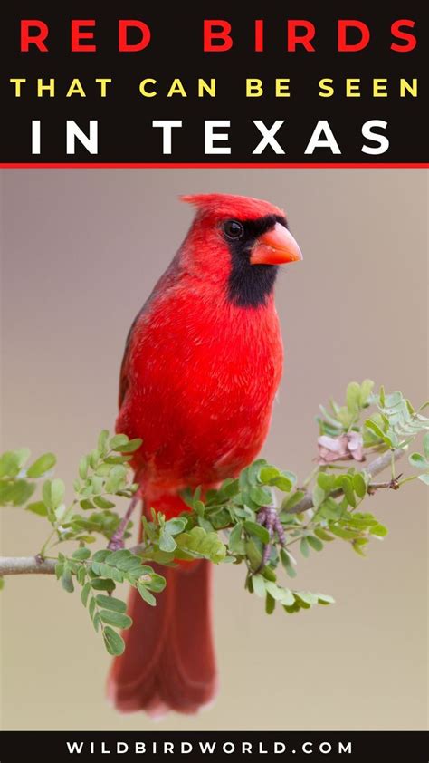 Red Birds That Can Be Seen In Texas 8 Species With Pictures And Sound