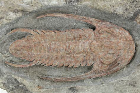 Early Cambrian Trilobite Perrector Tazemmourt Morocco