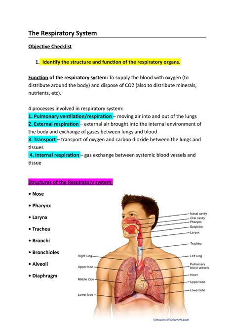 Respiratory System Lecture Notes The Respiratory System Objective