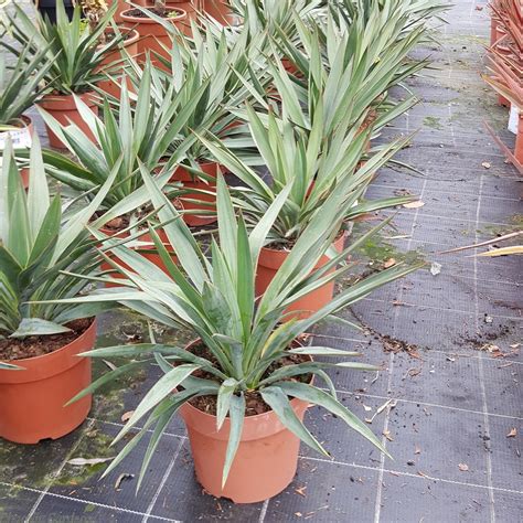 Buy Yucca Gloriosa Plants Online Delivery By Charellagardens