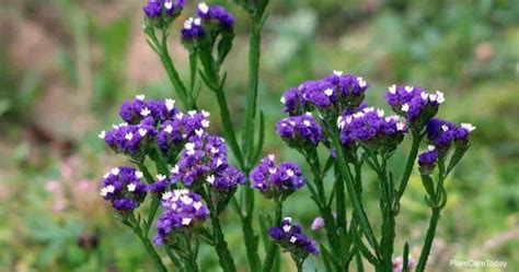 Statice Flower Care: How To Grow Limonium Sinuatum