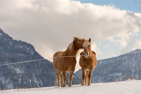 1,500+ Haflinger Horse Stock Photos, Pictures & Royalty-Free Images - iStock