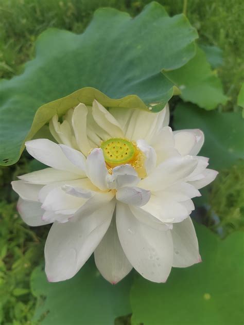 White Lotus Flower · Free Stock Photo