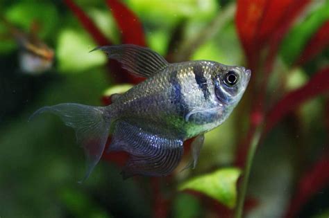 Black Skirt Tetra 101: Care, Tank Mates, Breeding & More