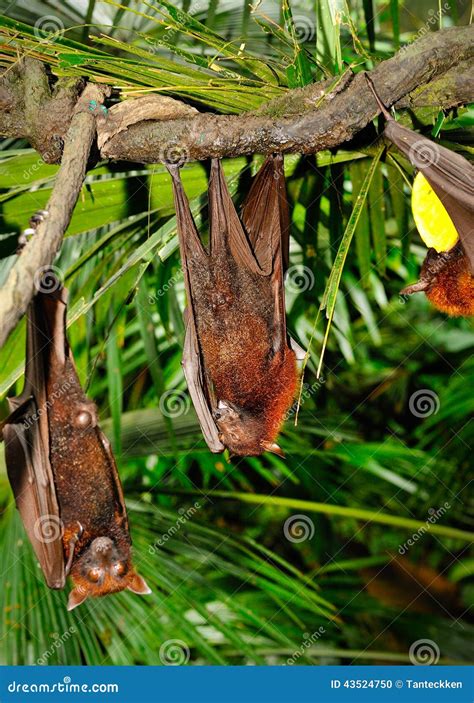 Franquet's Epauletted Fruit Bat (Epomops Franqueti) Hanging In A Tree ...