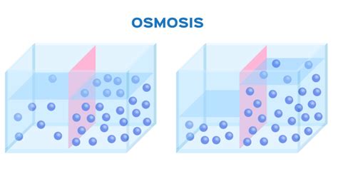 Osmosis Mind Map