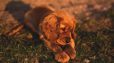 1920x1080px 1080p Free Download Cute Small Puppy Brown Hairs 1440p