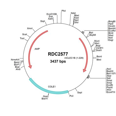 Mouse Clec Clec B Np Versaclone Cdna Rdc R D Systems