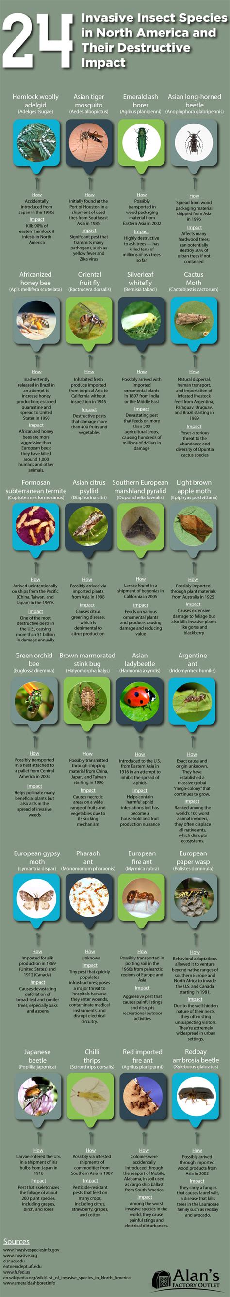 24 Invasive Insect Species in North America - Best Infographics