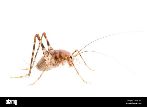 Greenhouse Camel Cricket Hi Res Stock Photography And Images Alamy