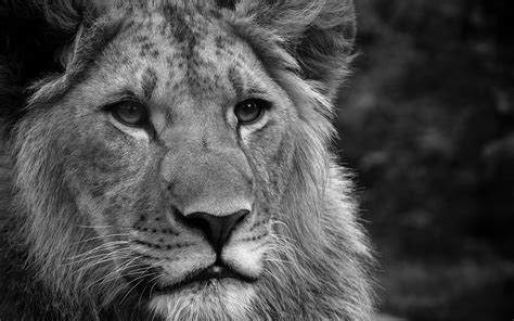 Black And White Lion Wallpapers And Images Wallpapers Pictures Photos