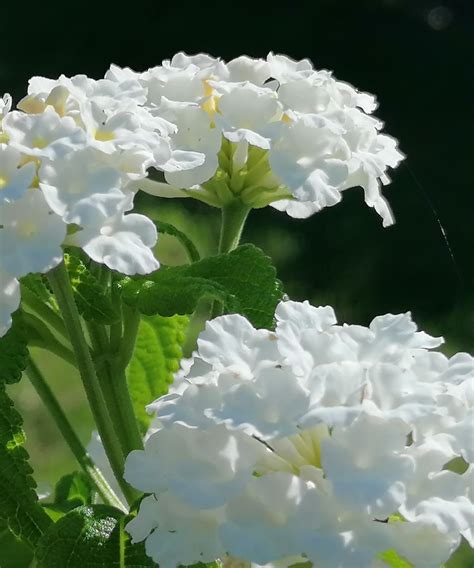 White Lantana camara | PlantVine