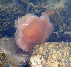 Lion's mane jellyfish - Wikipedia