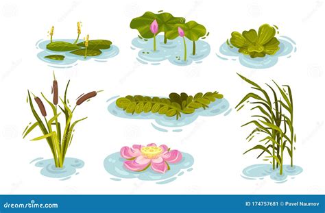 Water and Swamp Plants with Waterlily and Reed Vector Set Stock Vector ...