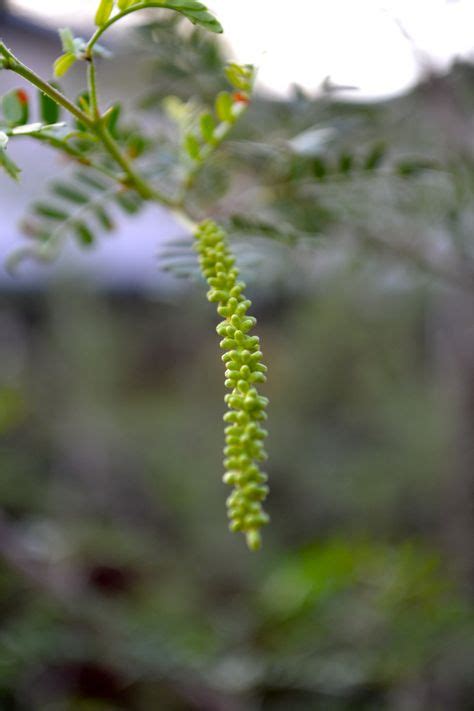 16 Mesquite Ideas Mesquite Mesquite Pods Mesquite Tree