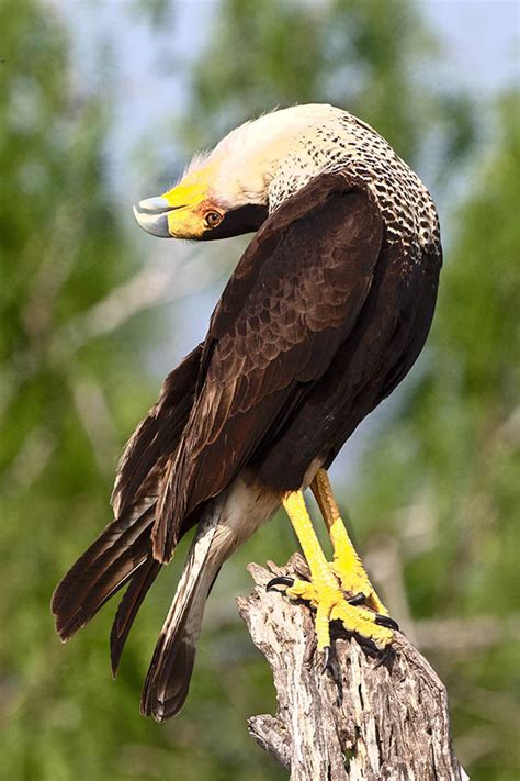 crested caracara birdforum opus birdforum